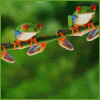 Tree Frogs Icons